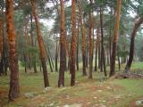 Frondosos pinares, necrpolis medievales y lagunas a 2.000 metros de altitud