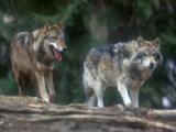 Dos lobos de Arlanza en el cupo de caza