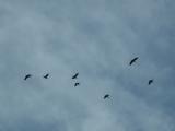 Cormoranes migrando al sur.