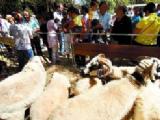 6 PASTORES SE FORMARAN COMO GUIAS AMBIENTALES 6 PASTORES SE FORMARAN COMO GUIAS AMBIENTALES