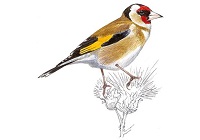 Jilguero - Carduelis carduelis