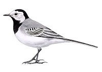 Lavandera blanca - Motacilla alba