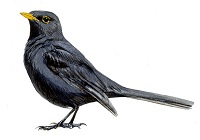 Mirlo común - Turdus merula